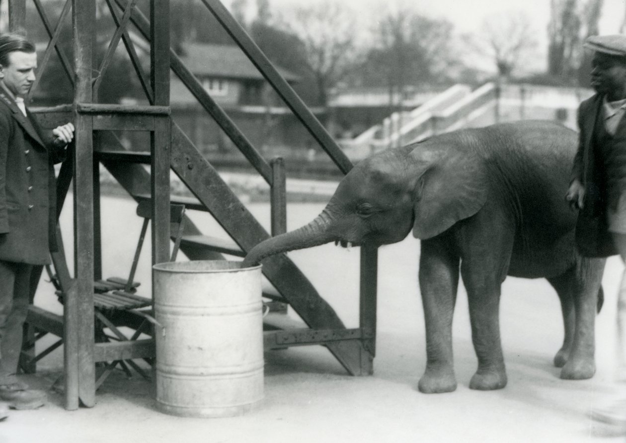Ung kvinnelig afrikansk pygmeelefant Oojah undersøker en tønne med snabelen, mens keeper og trener ser på, London Zoo, juli 1925 av Frederick William Bond