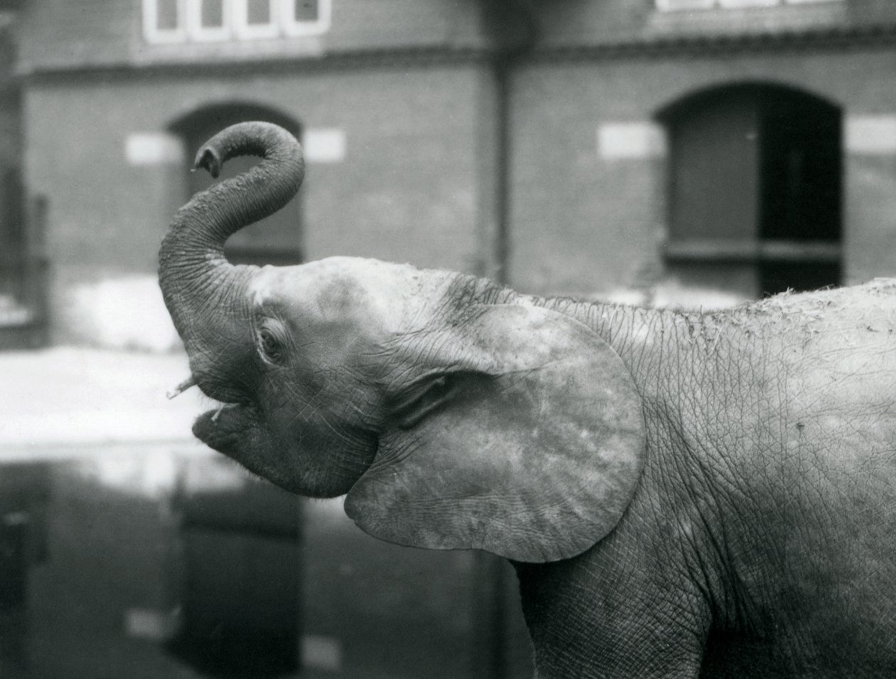 Ung kvinnelig afrikansk pygmeelefant Oojah løfter snabelen i London Zoo, august 1925 av Frederick William Bond