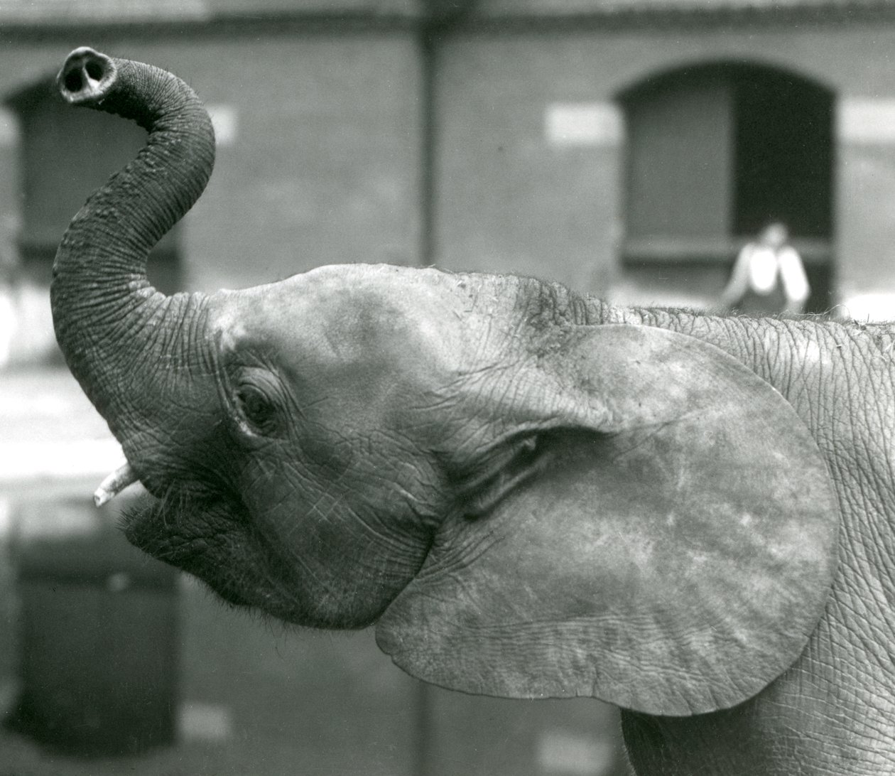 Ung kvinnelig afrikansk pygmeelefant Oojah løfter snabelen i London Zoo, august 1925 av Frederick William Bond