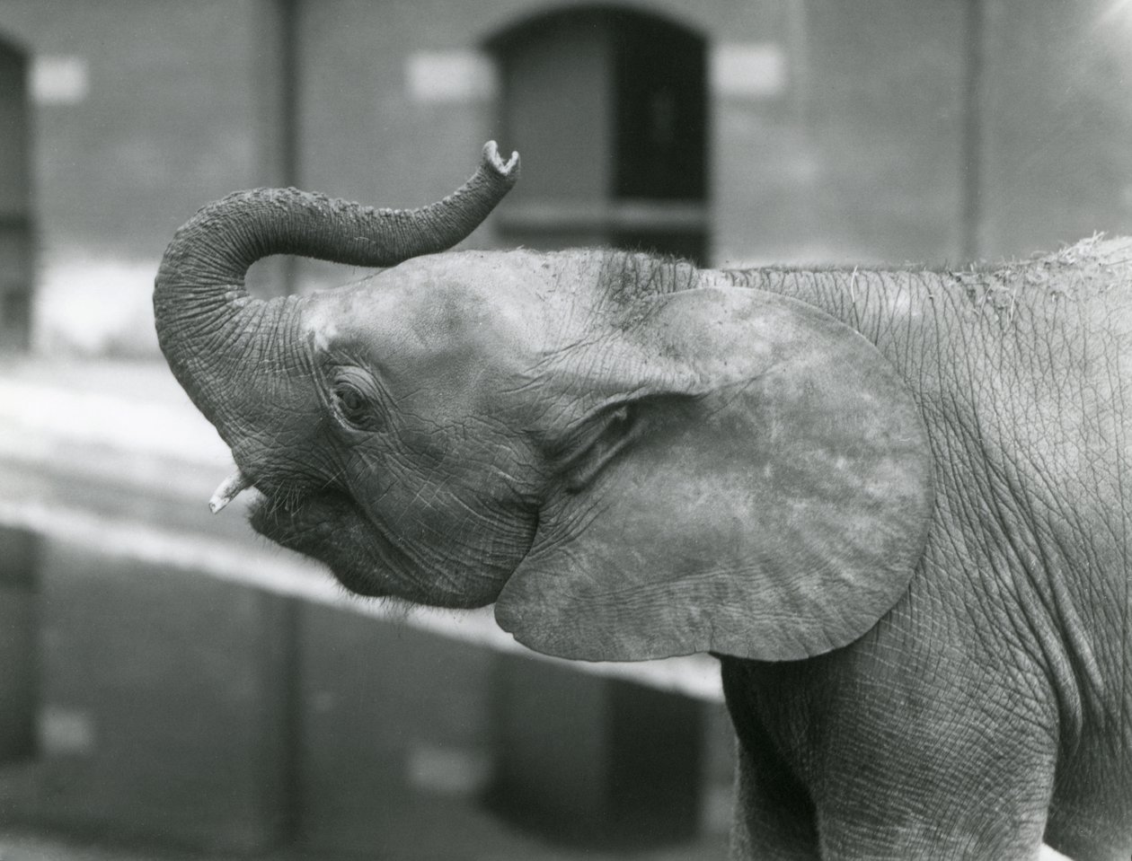 Ung kvinnelig afrikansk pygmeelefant Oojah løfter snabelen i London Zoo, juli 1925 av Frederick William Bond