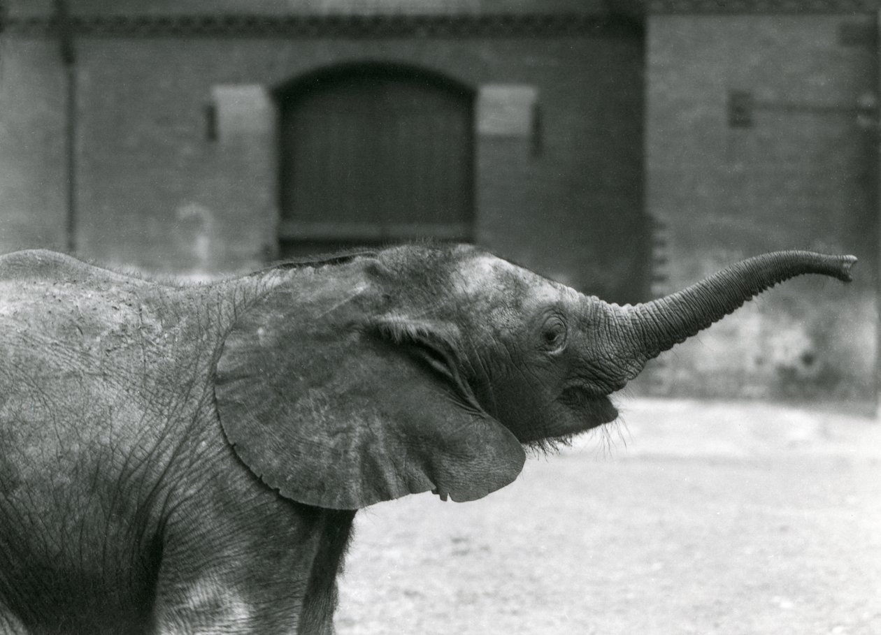 Ung kvinnelig afrikansk pygmeelefant Oojah løfter snabelen for en godbit i London Zoo, juli 1925 av Frederick William Bond