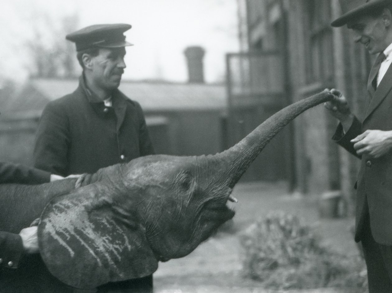 Ung kvinnelig afrikansk pygmeelefant Oojah løfter snabelen for en godbit i London Zoo, juni 1925 av Frederick William Bond