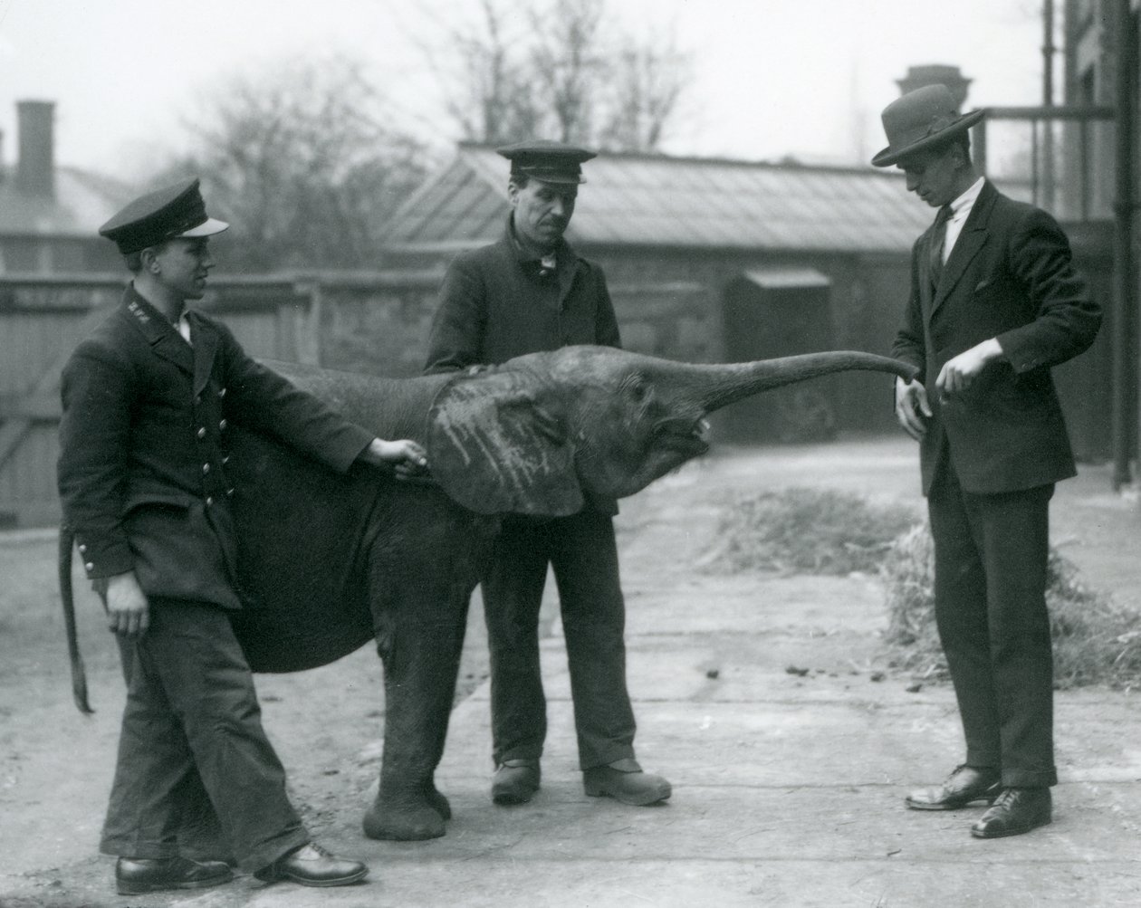 Ung kvinnelig afrikansk pygmeelefant Oojah løfter snabelen for en godbit i London Zoo, juni 1925 av Frederick William Bond