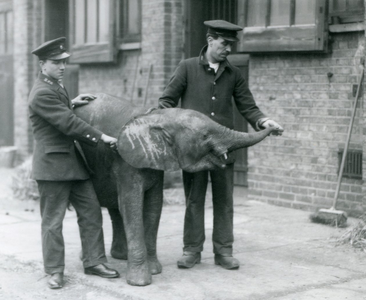 Ung kvinnelig afrikansk pygmeelefant Oojah løfter snabelen for en godbit fra vokterne i London Zoo, april 1925 av Frederick William Bond