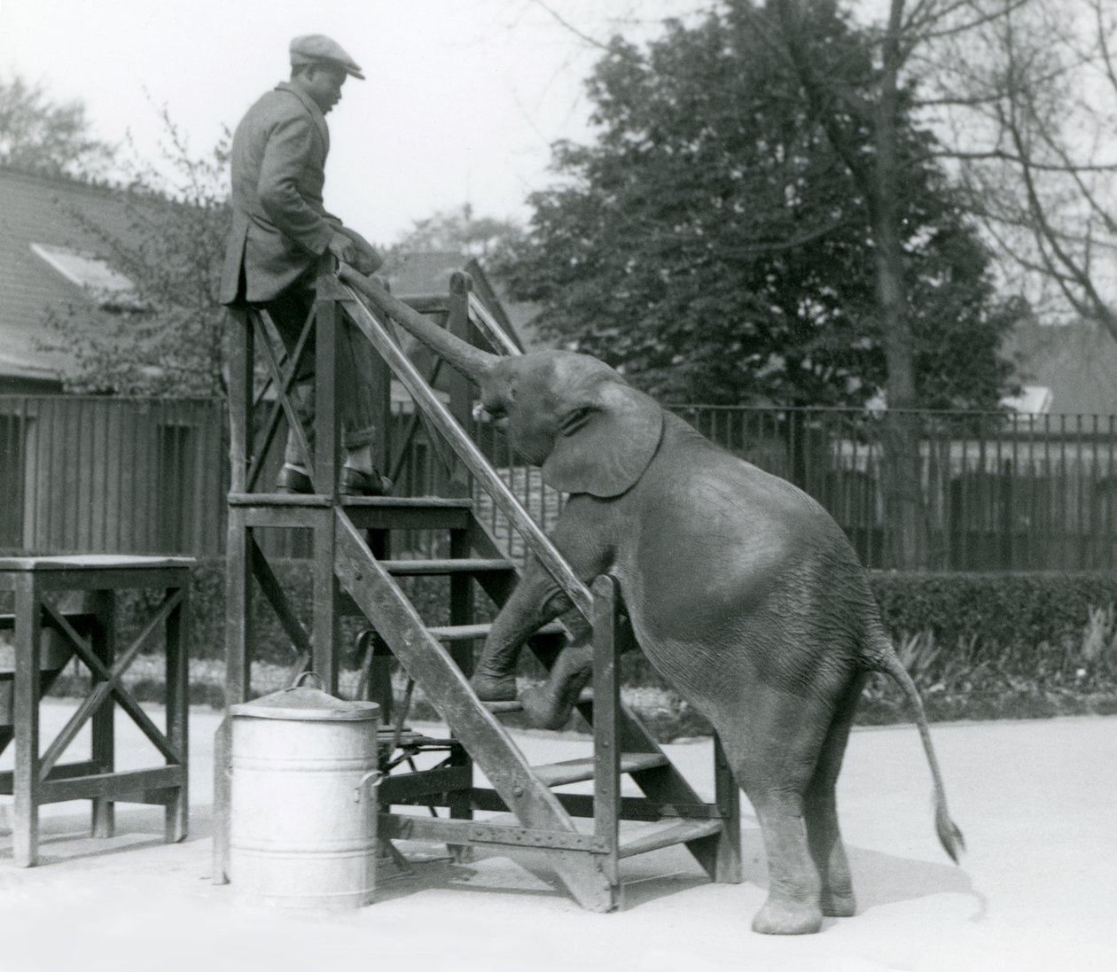 Ung kvinnelig afrikansk pygmeelefant Oojah med forføttene på ombordstigningstrinnene, strekker seg etter treneren sin, som er på det øverste trinnet, med snabelen, London Zoo, juni 1925 av Frederick William Bond