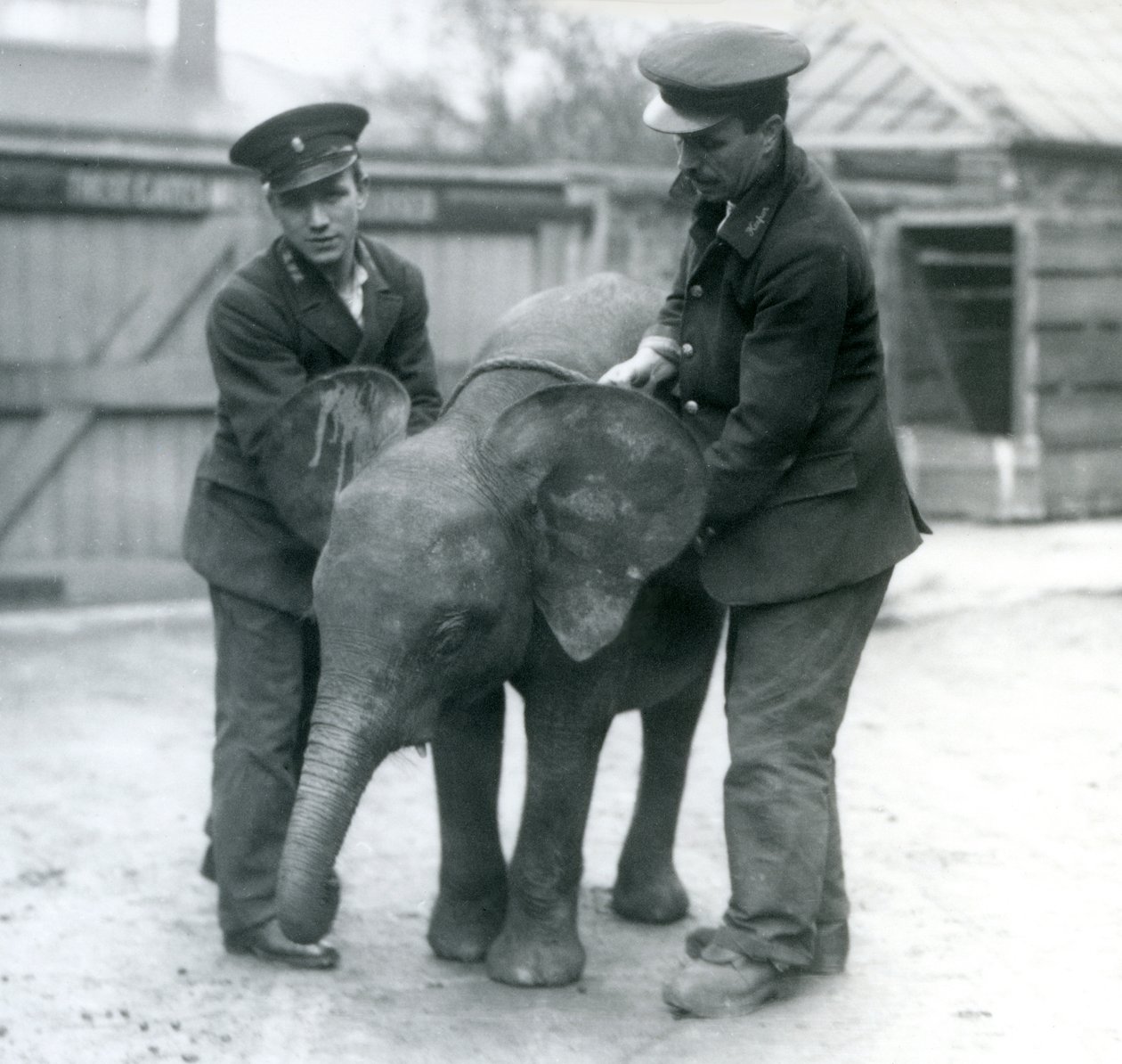 Ung kvinnelig afrikansk pygmeelefant Oojah med to keepere i London Zoo i april 1925 av Frederick William Bond
