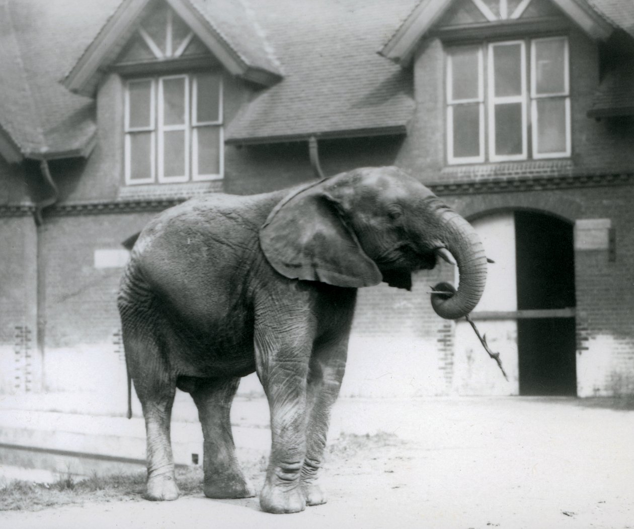 Ung mannlig afrikansk elefant Kiberenge står foran Elephant House, London Zoo, juni 1927 av Frederick William Bond