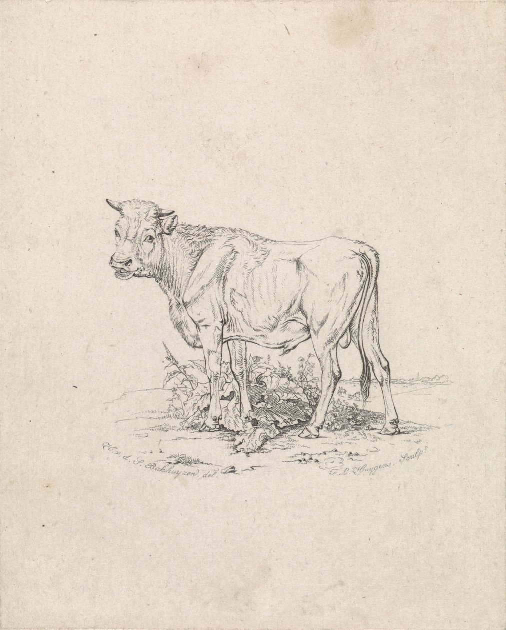 Stier av Frederik Lodewijk Huygens