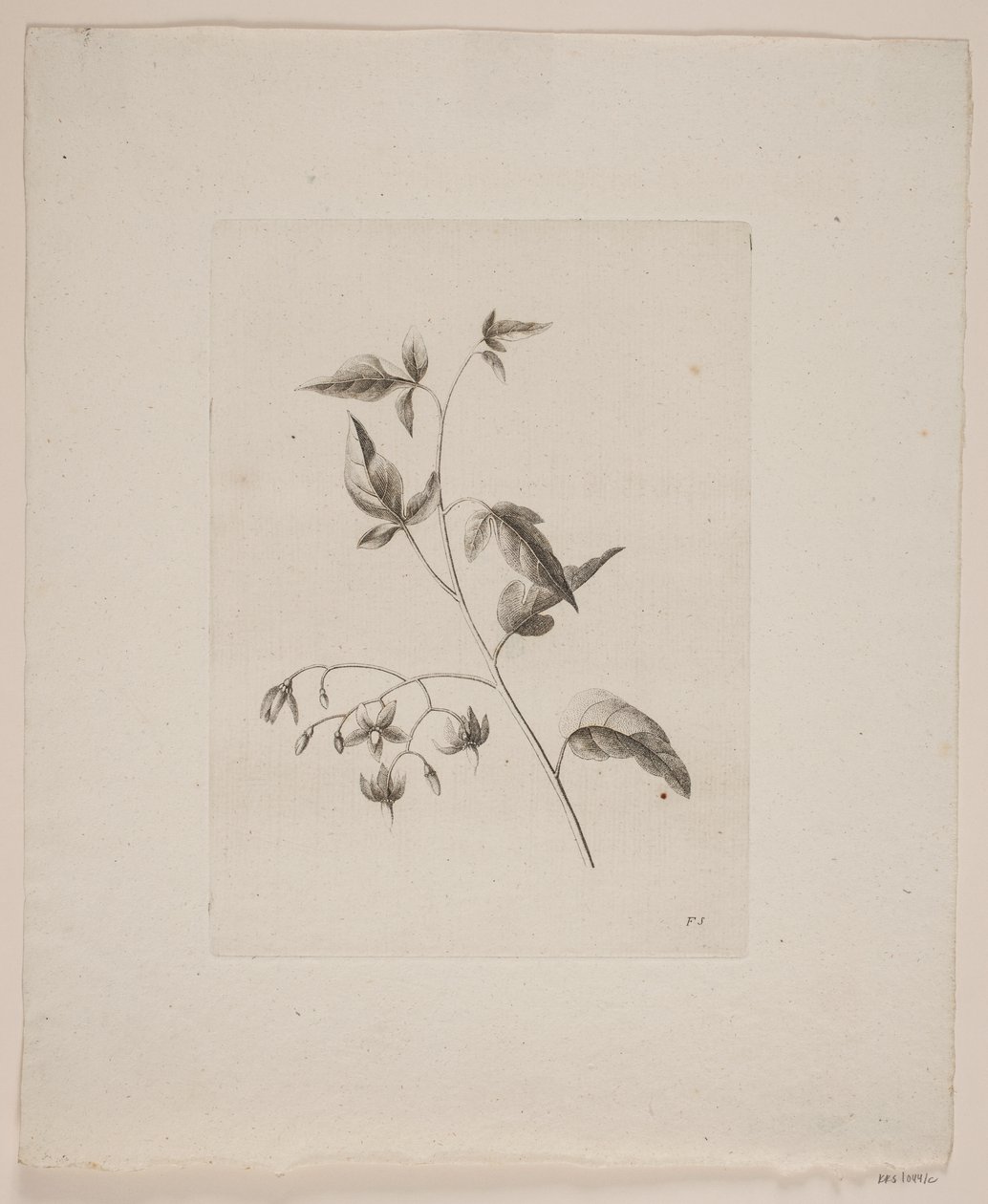 Blomstermotiv av Frederik Schepelern