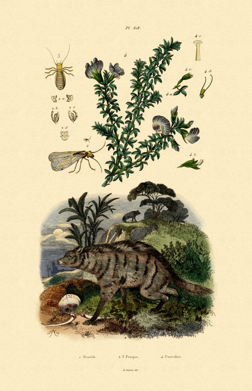 Aardwolf, 1833-39 av French School