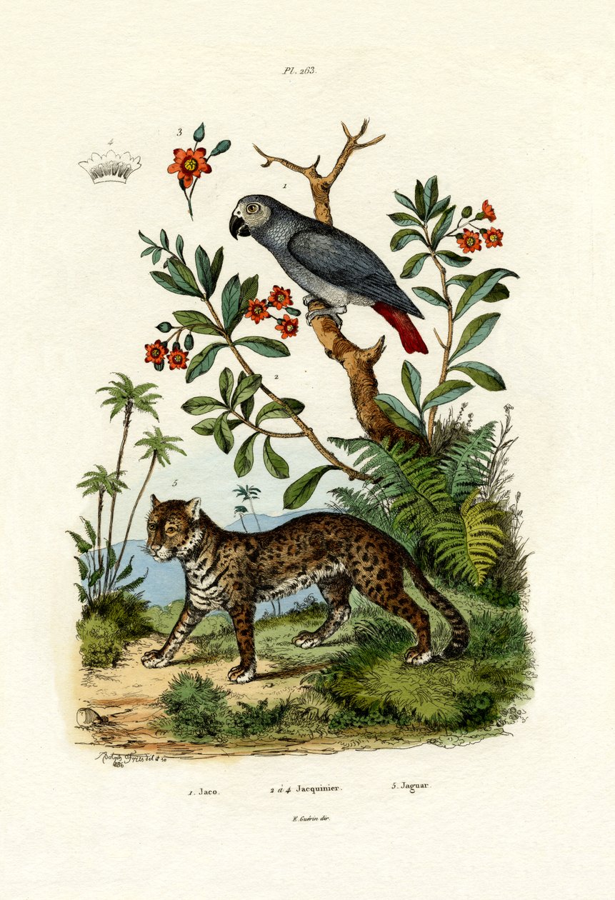 Afrikansk grå papegøye, 1833-39 av French School