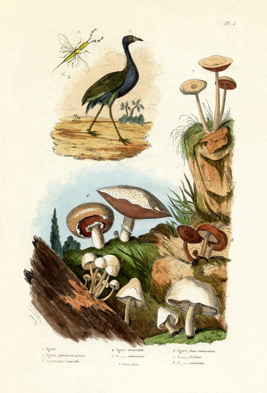 Neste Heron, 1833-39 av French School
