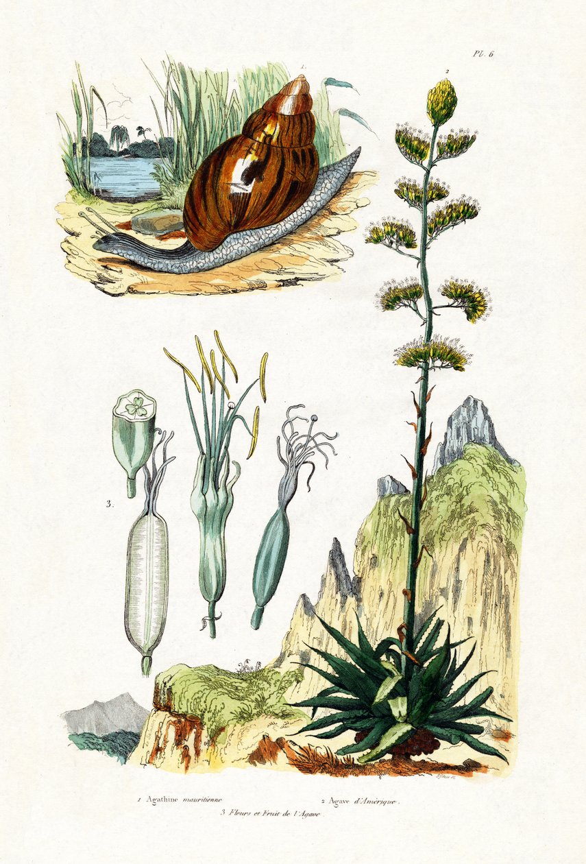 Agatsnegl, 1833-39 av French School