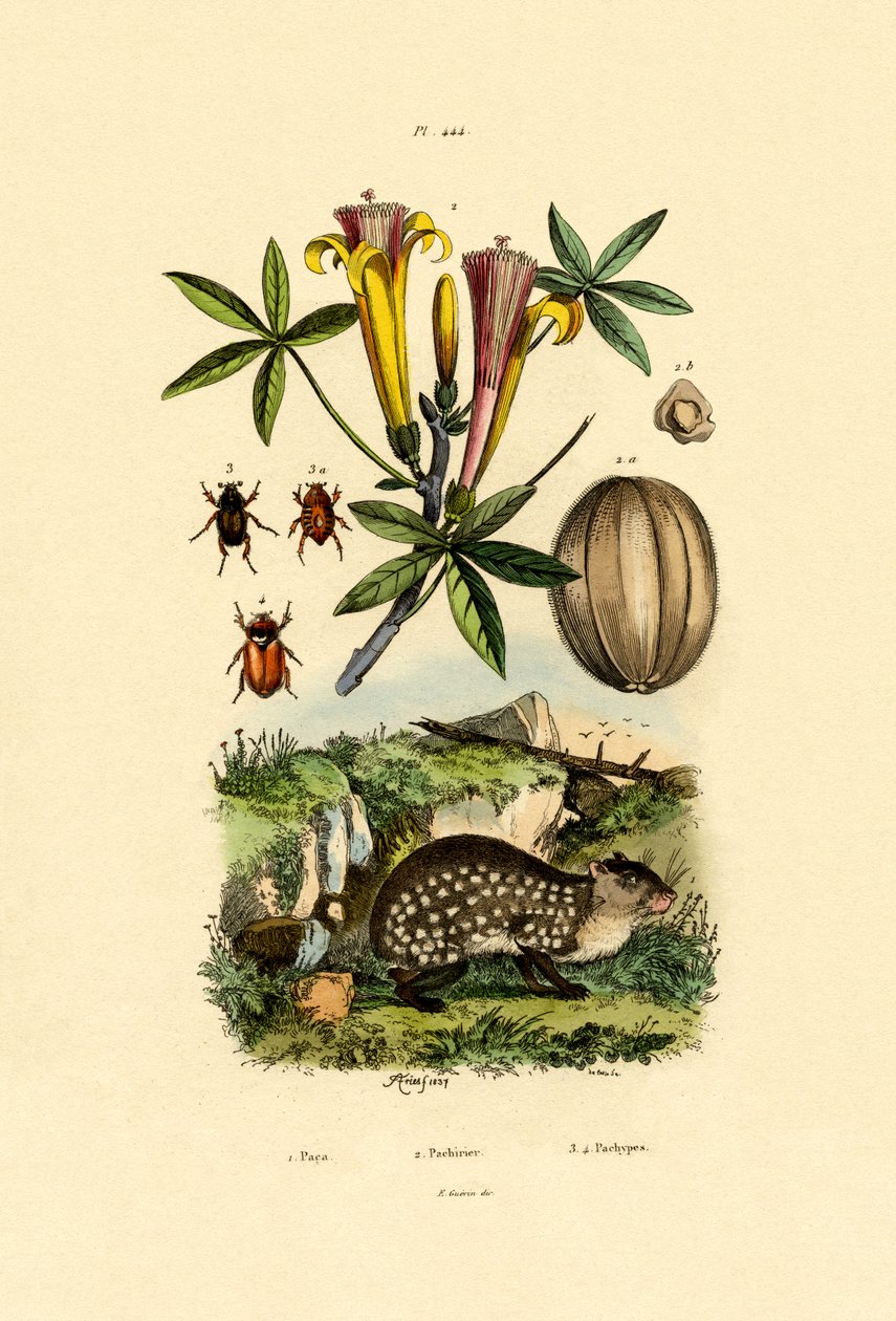 Agouti, 1833-39 av French School