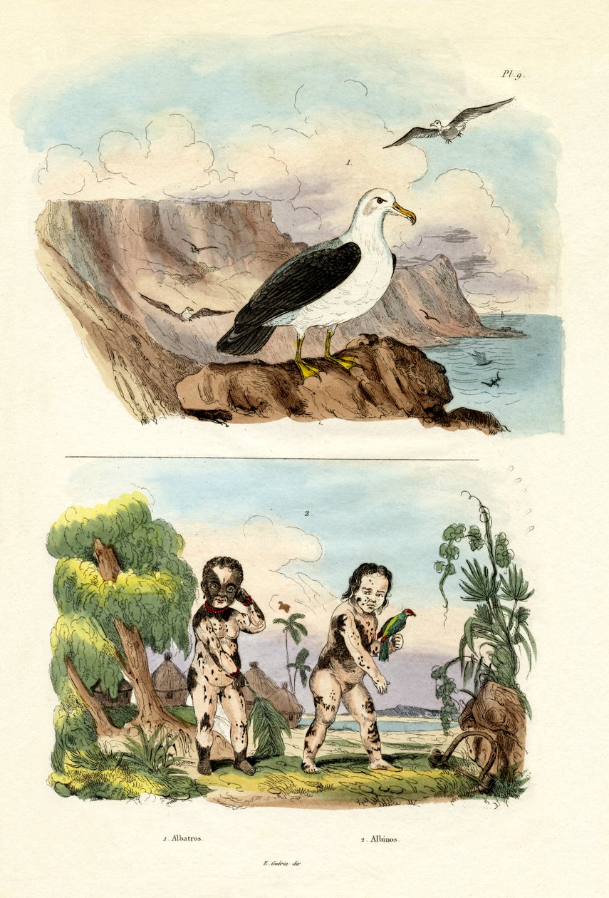 Albatros, 1833-39 av French School