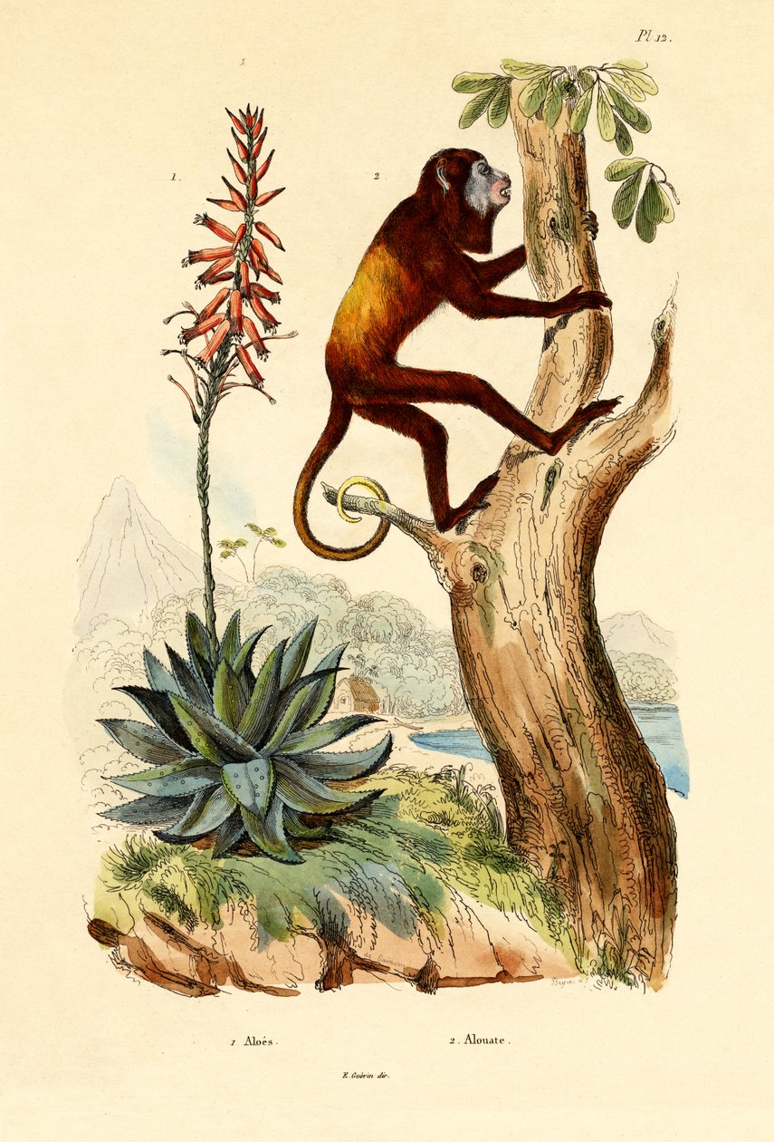 Aloe vera, 1833-39 av French School