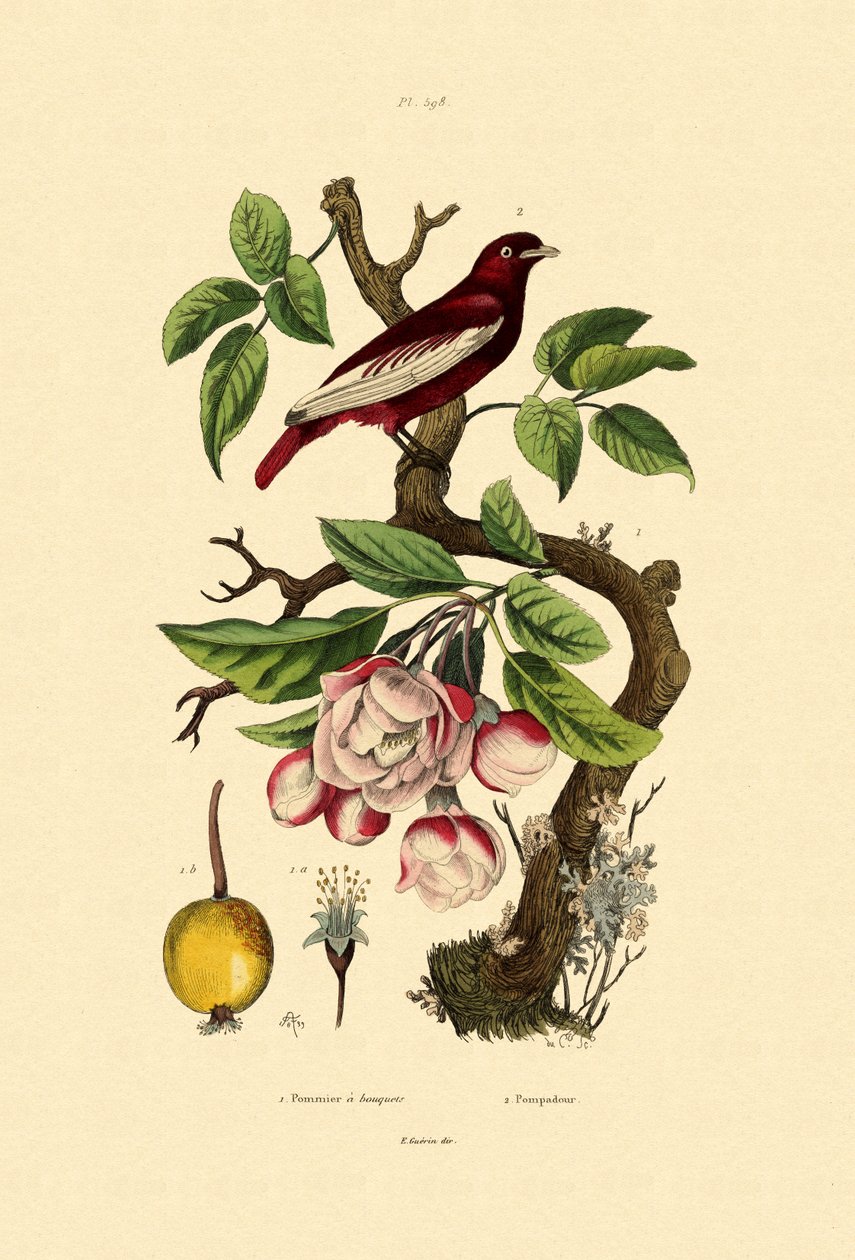 Apple, 1833-39 av French School