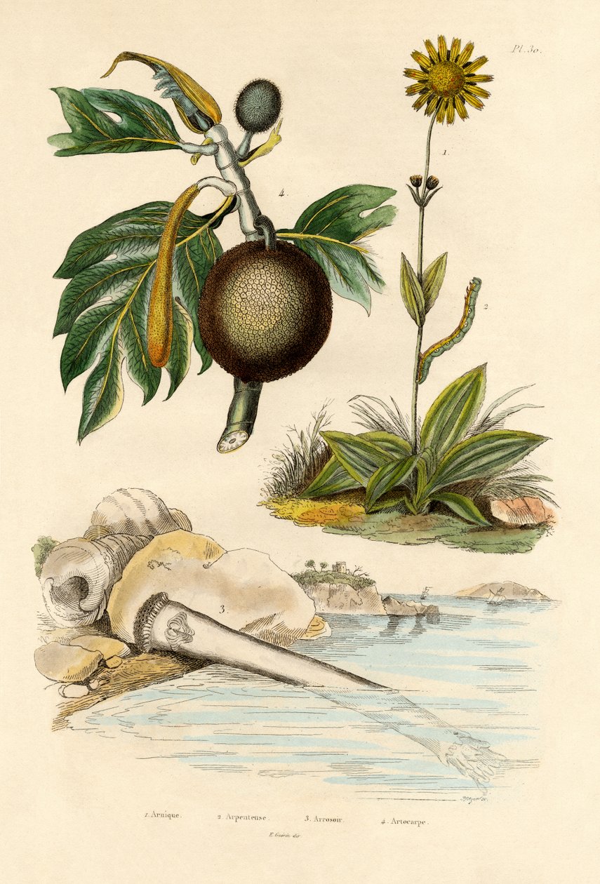 Arnica, 1833-39 av French School