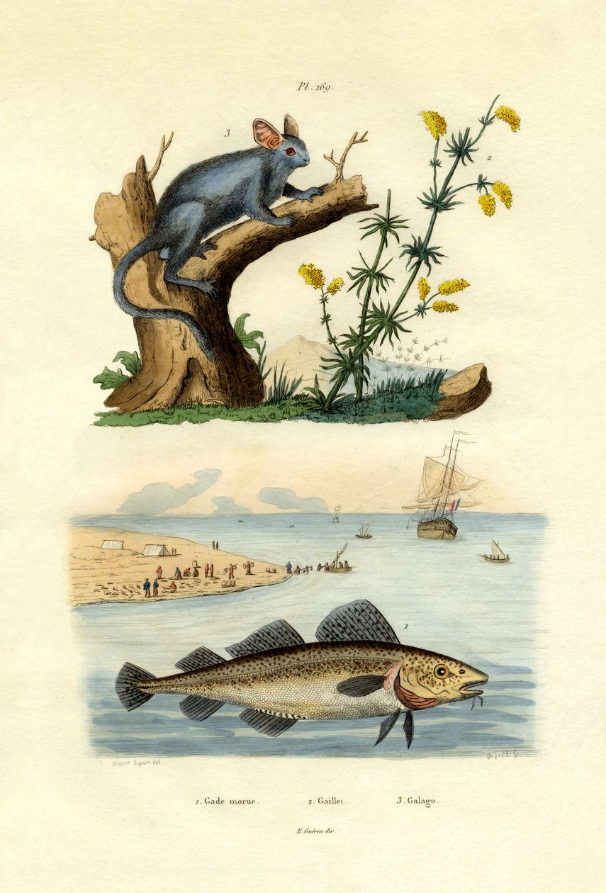 Atlantic Cod, 1833-39 av French School
