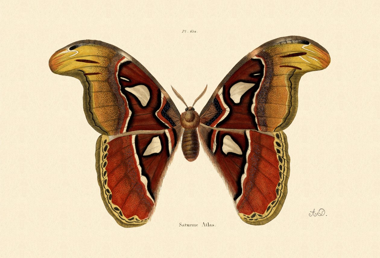 Atlas Moth, 1833-39 av French School