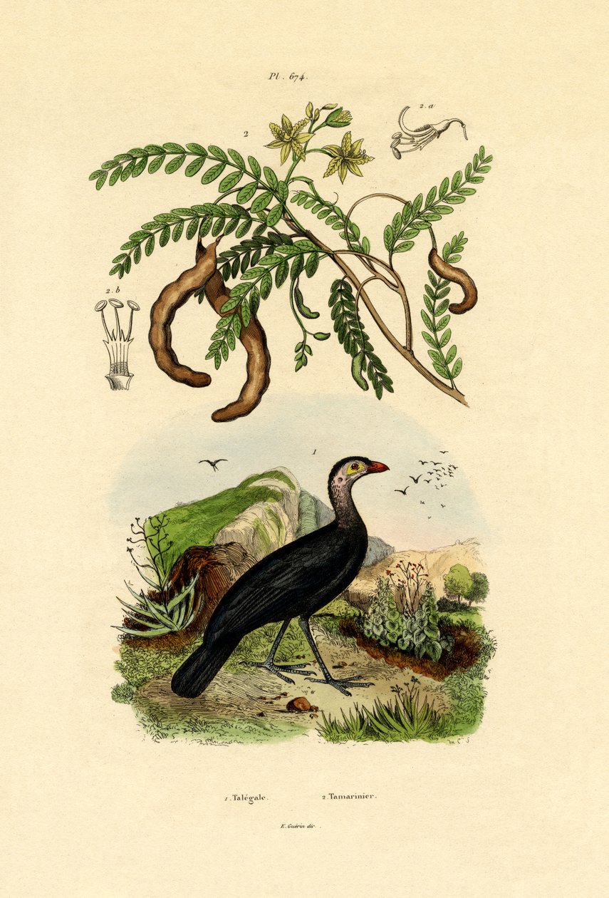 Australske Bush Tyrkia, 1833-39 av French School