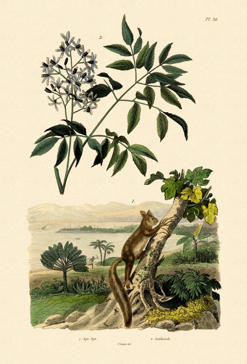 A-A, 1833-39 av French School
