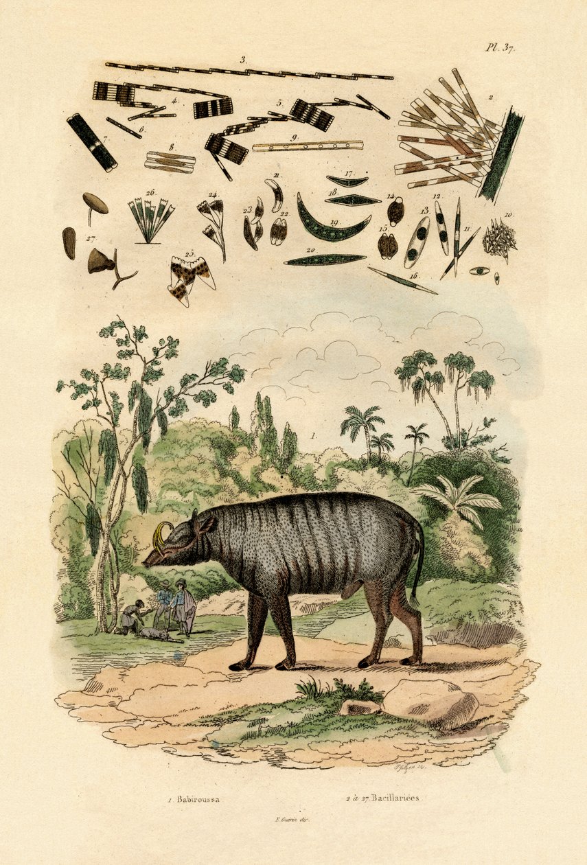 Babirusa, 1833-39 av French School