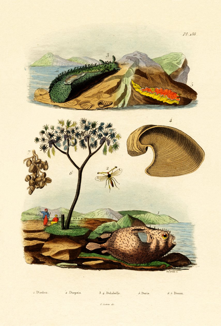 Ballongfisk, 1833-39 av French School