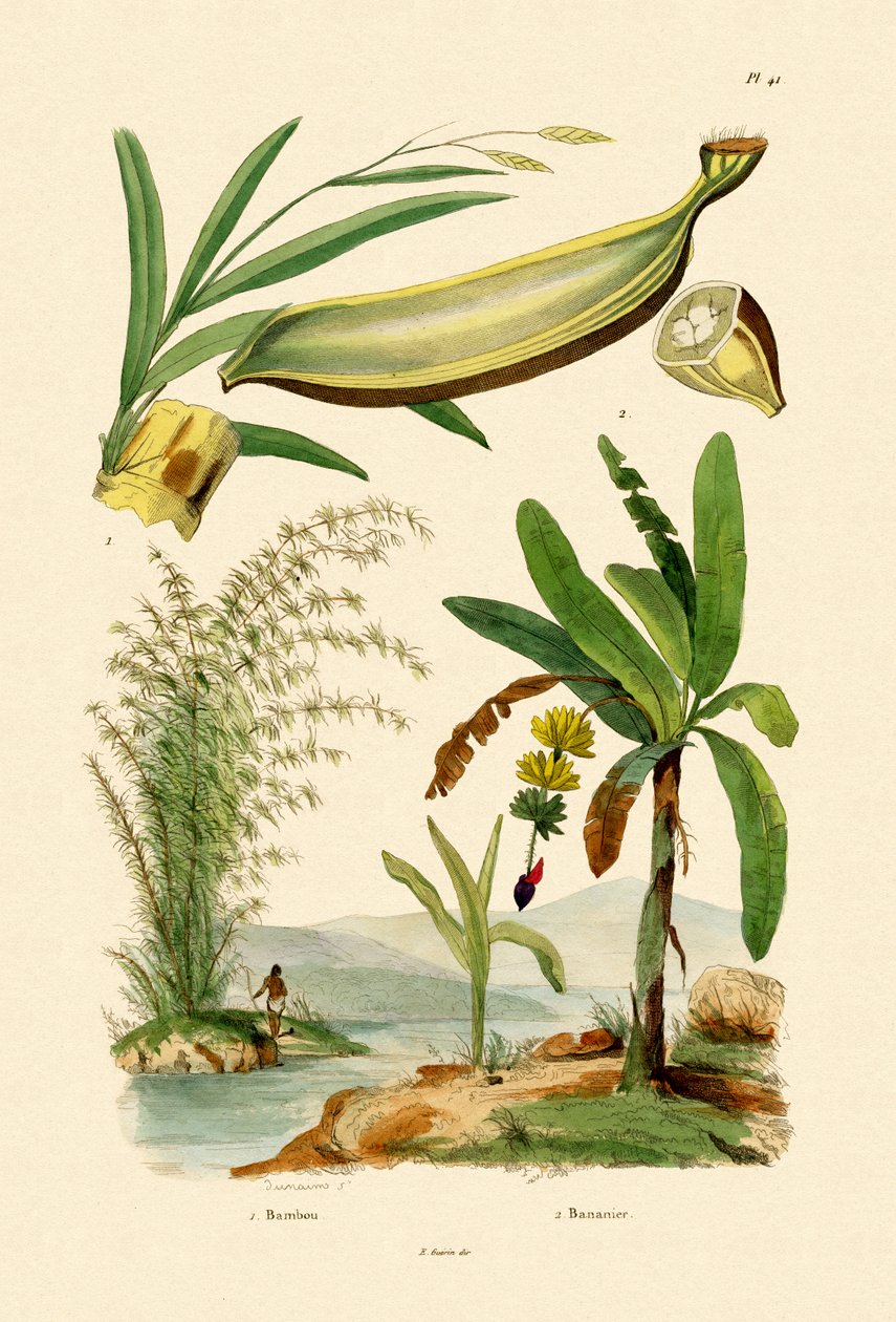 Bambus, 1833-39 av French School