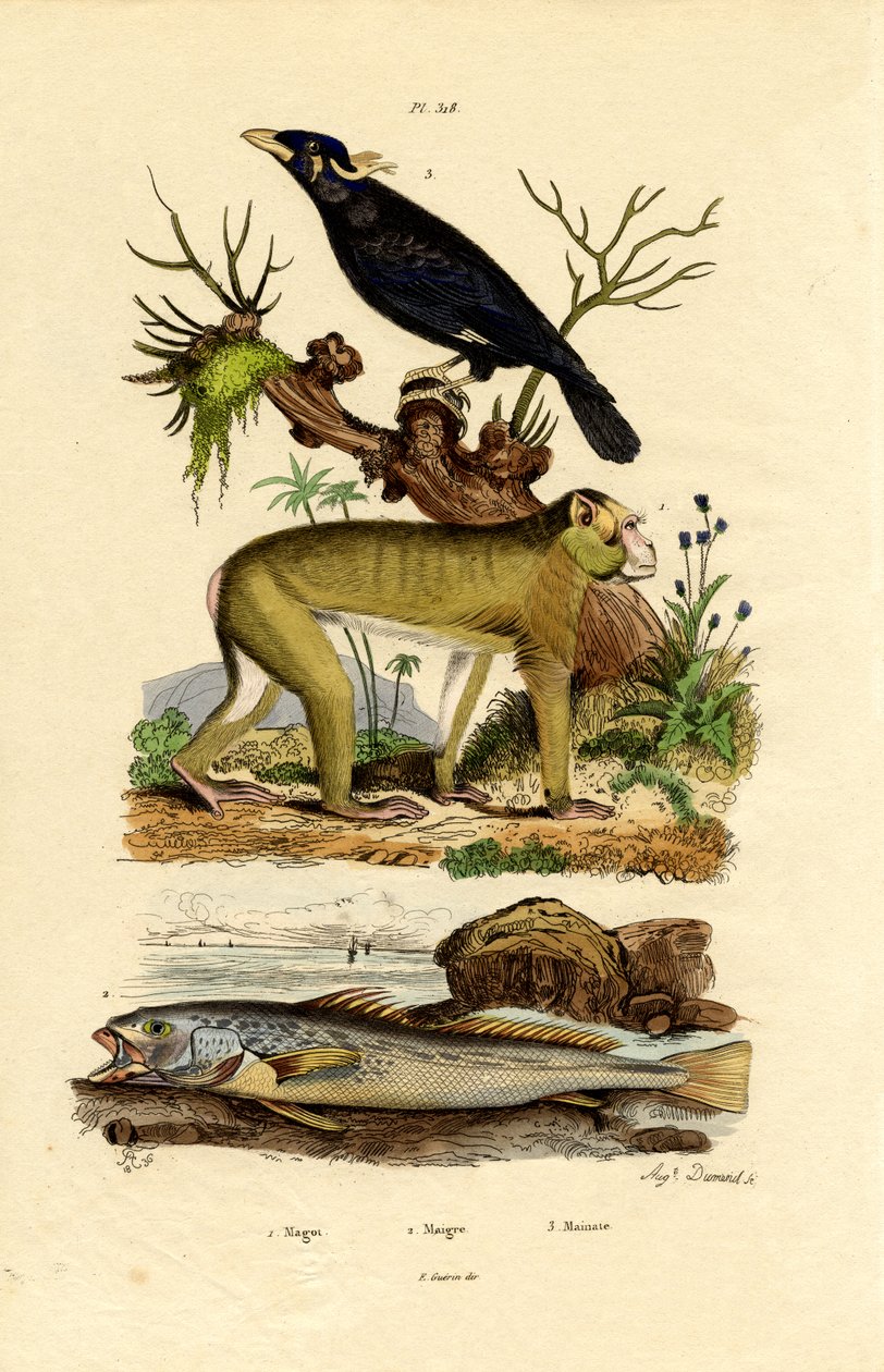Barbary Ape, 1833-39 av French School