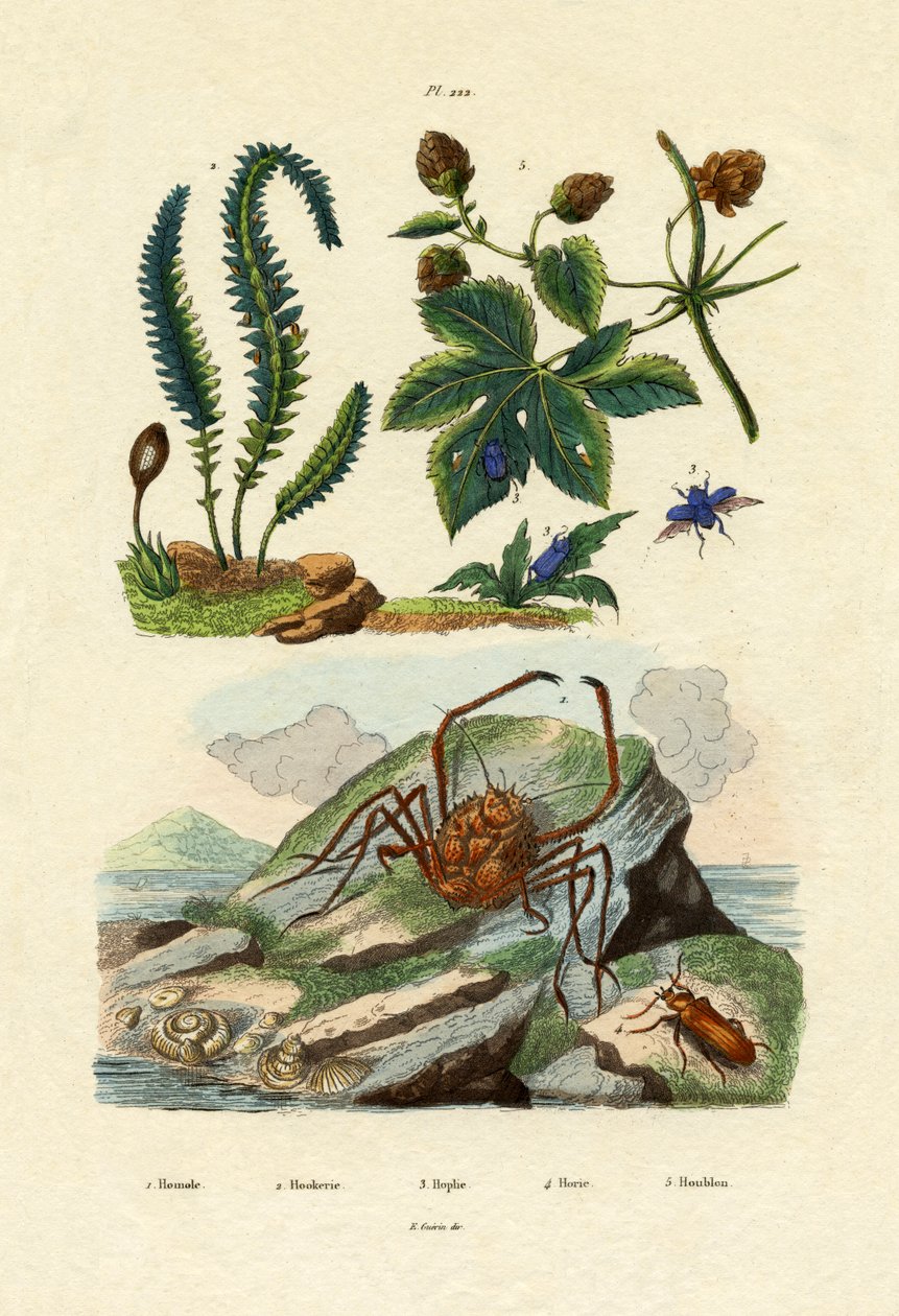 Berberis, 1833-39 av French School