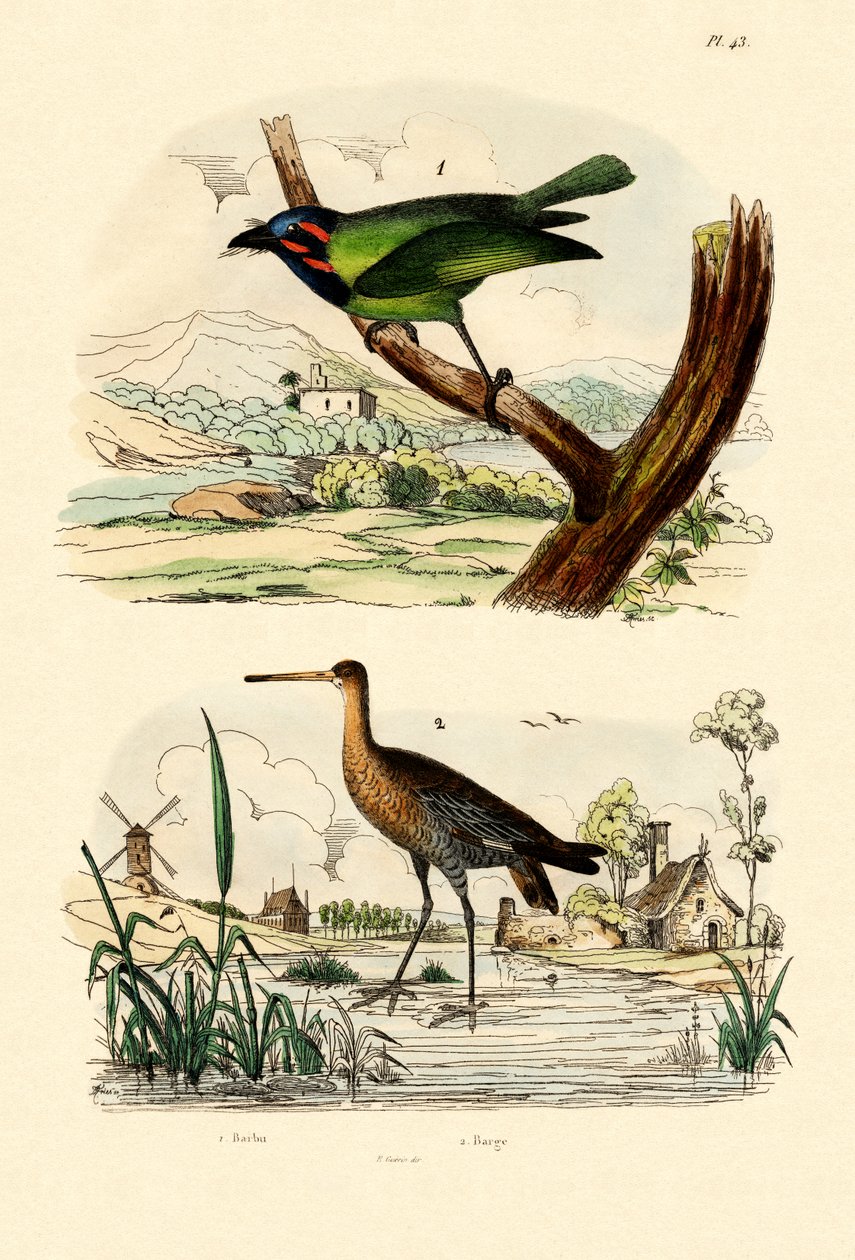 Barbet, 1833-39 av French School