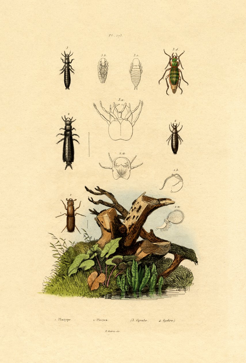 Barkbille, 1833-39 av French School