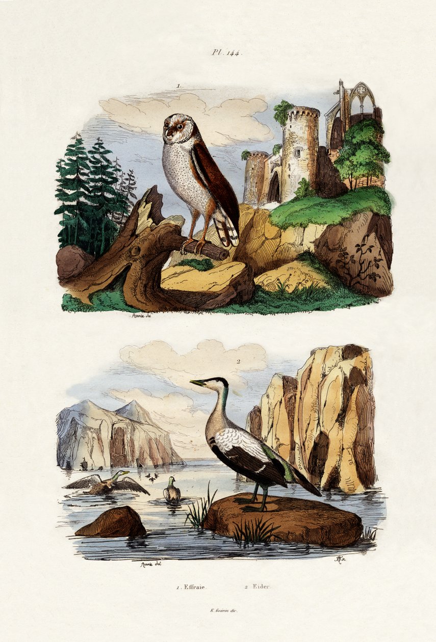 Barnugle, 1833-39 av French School