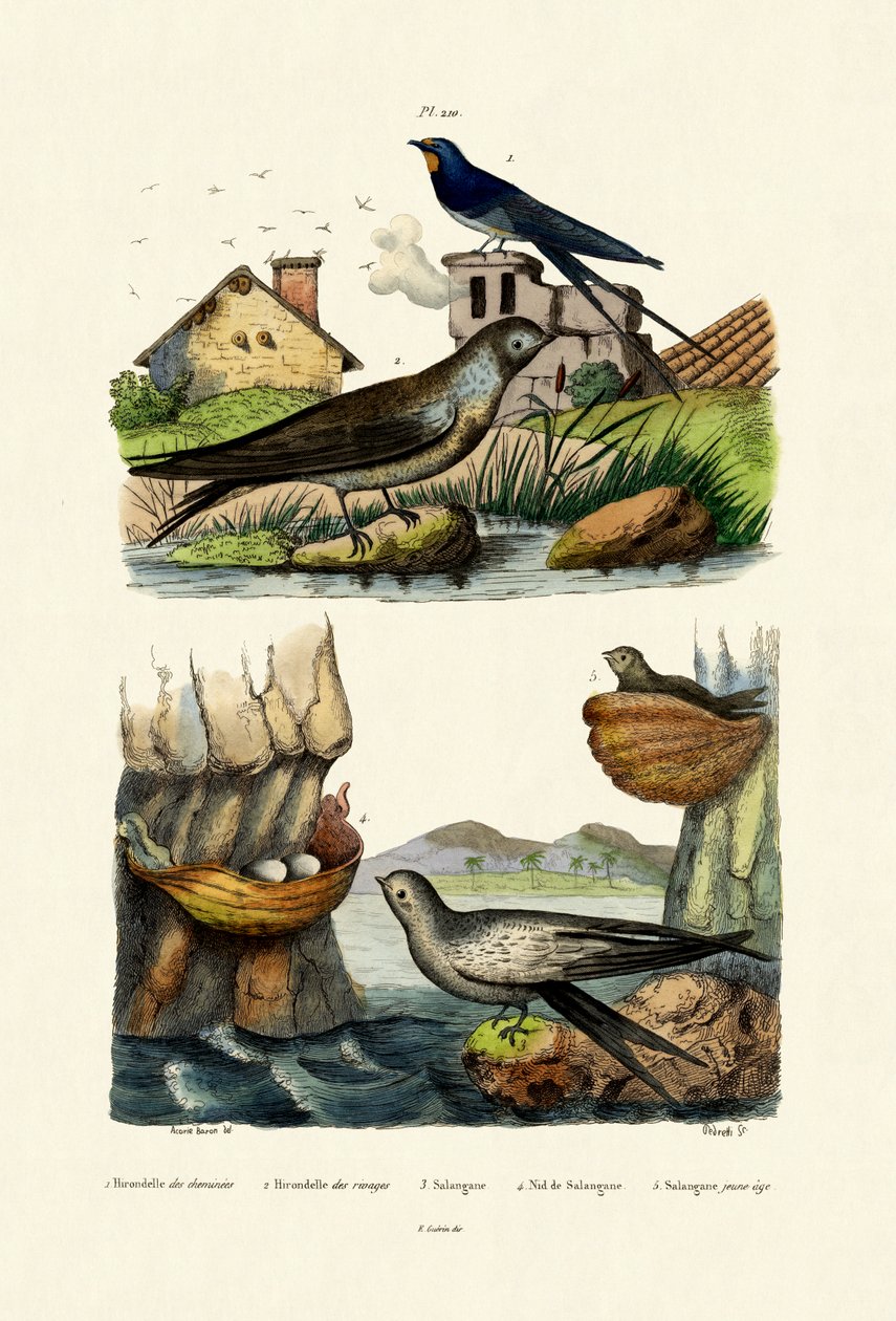 Låvesvale, 1833-39 av French School