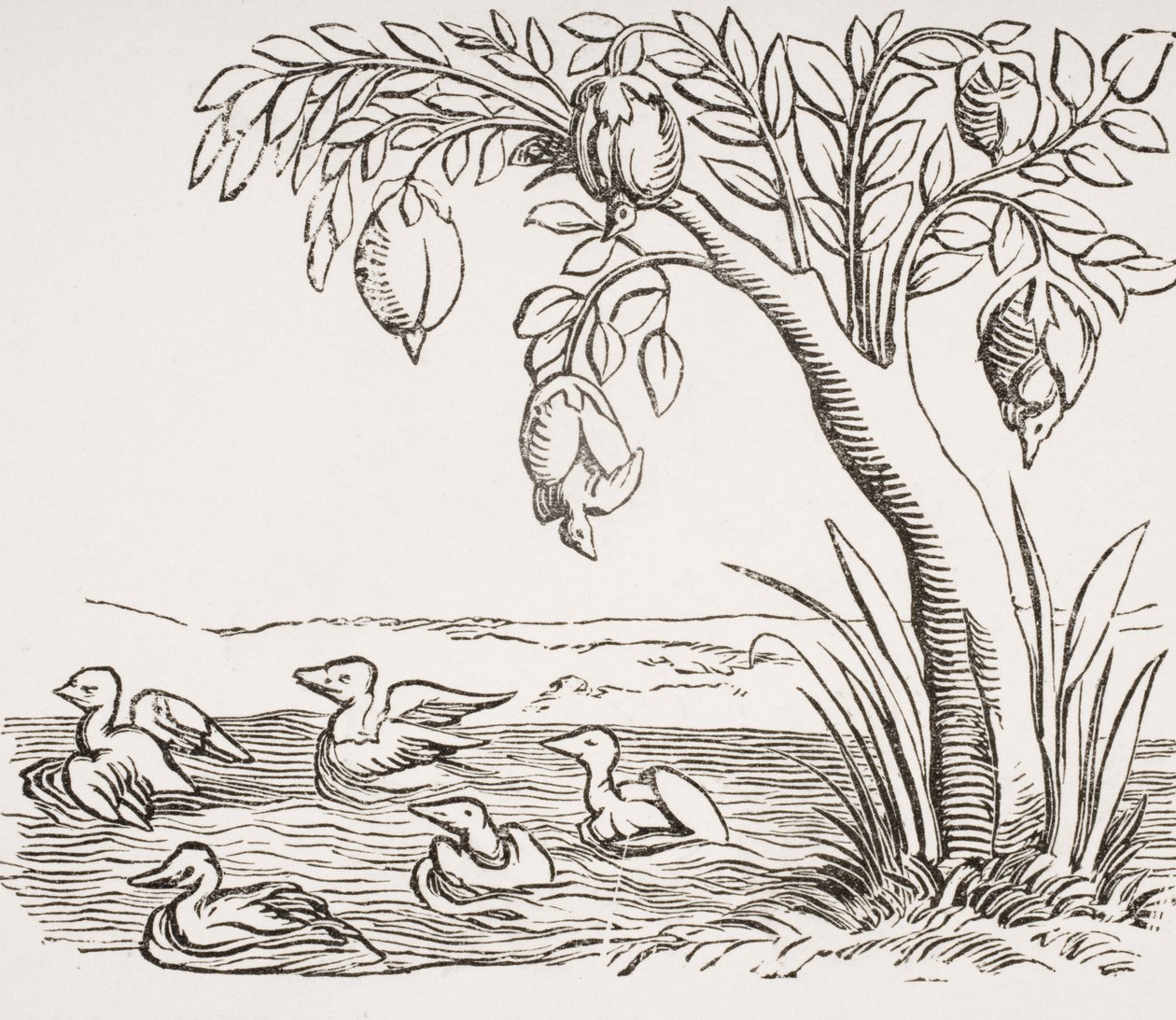 Barnacle Geese, etter et tresnitt i 
