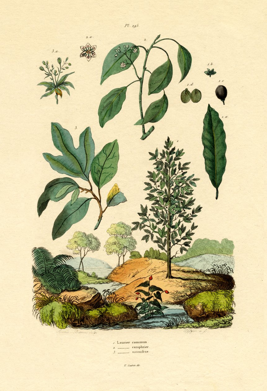 Bay Laurel, 1833-39 av French School