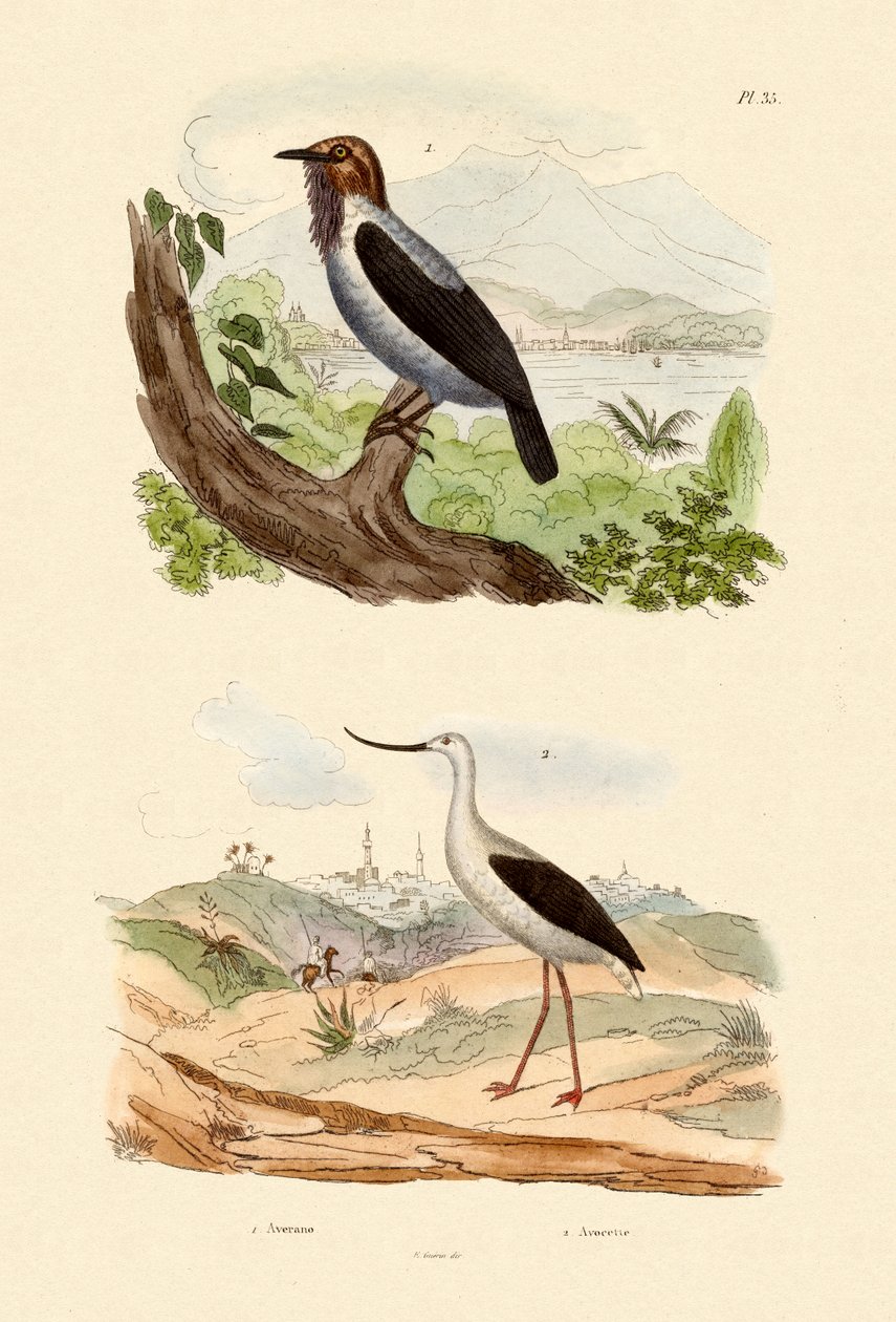 Skjeggklokke, 1833-39 av French School