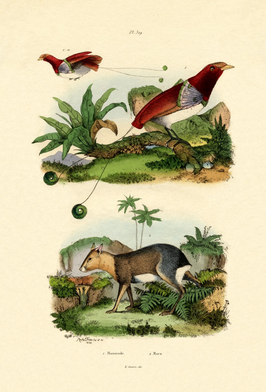 Paradisfuglen, 1833-39 av French School