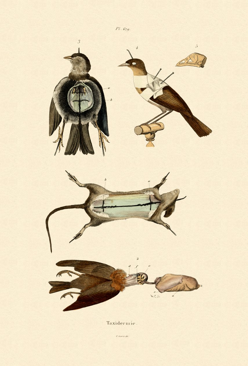 Fugler, 1833-39 av French School
