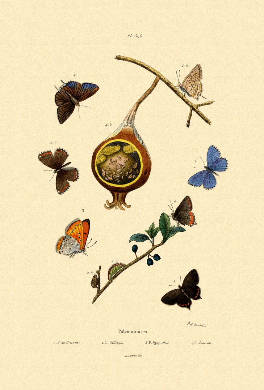 Black Hairstreak, 1833-39 av French School