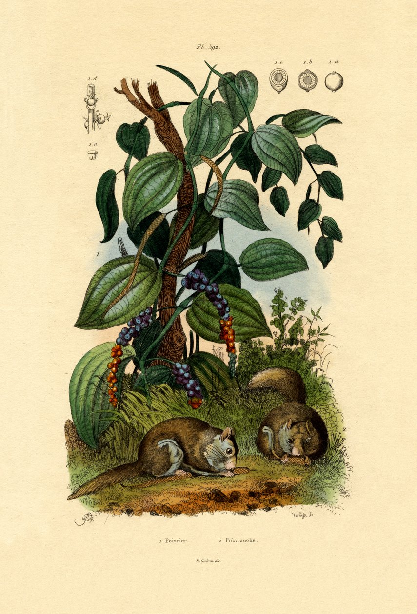 Svart pepper, 1833-39 av French School
