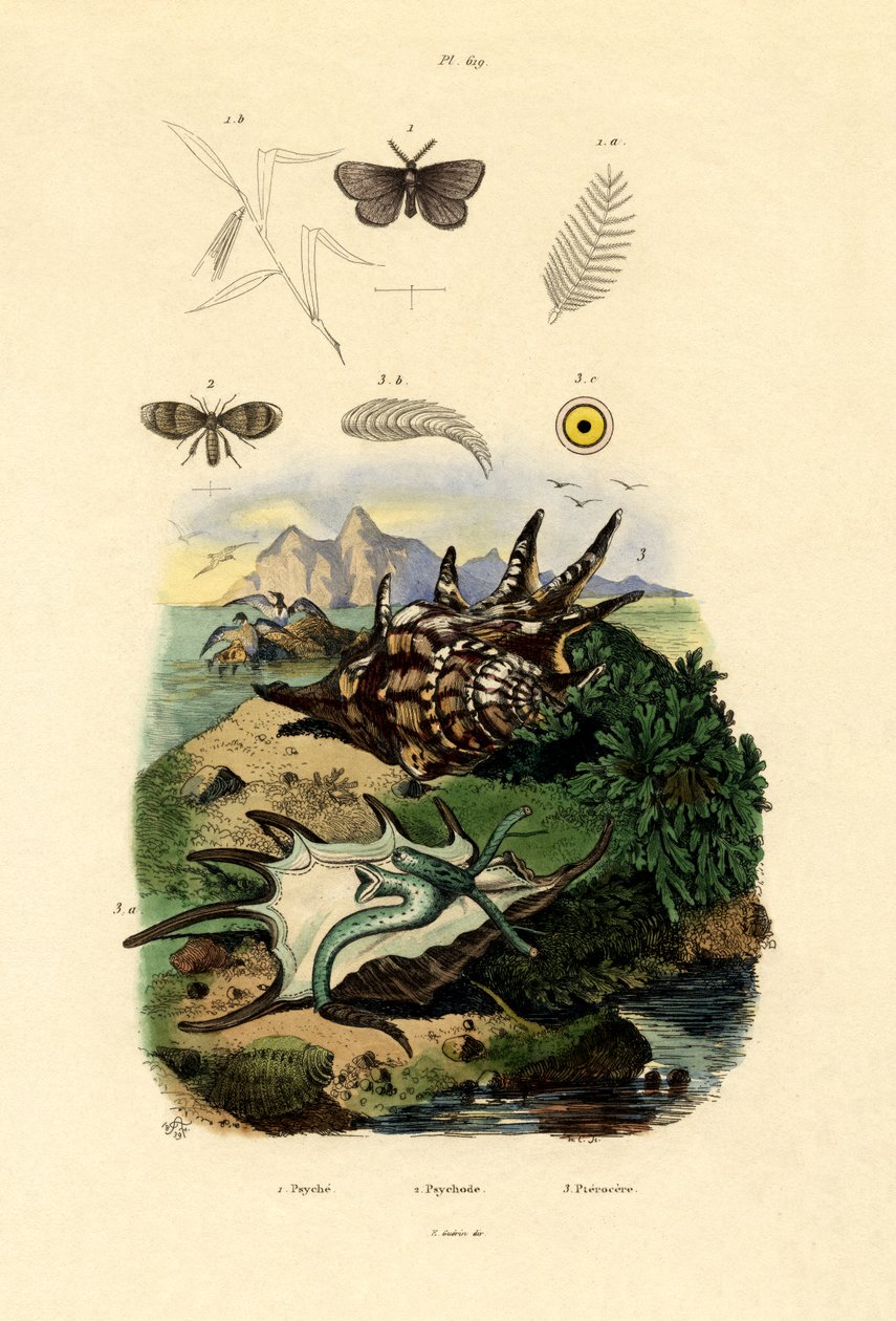Svartflekket hvit, 1833-39 av French School