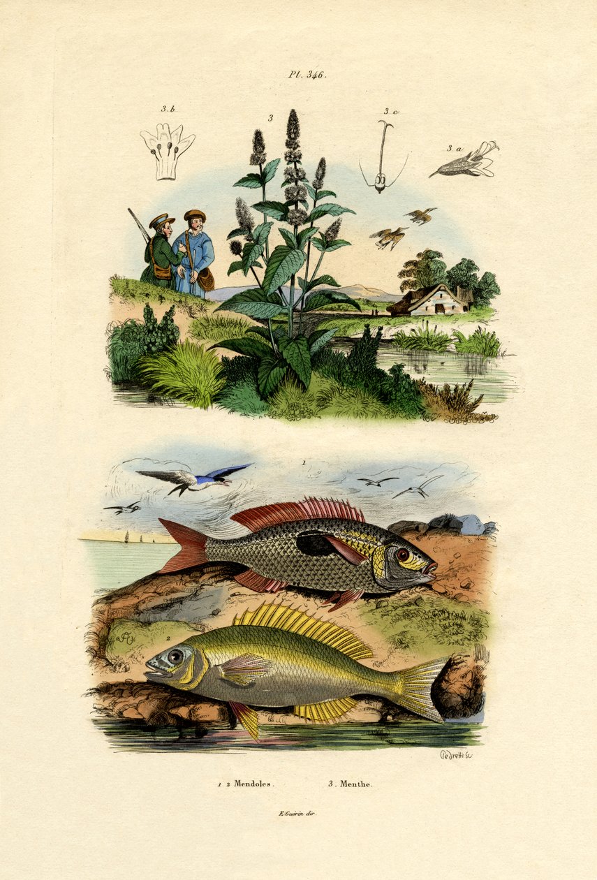 Flekkede pikarler, 1833-39 av French School