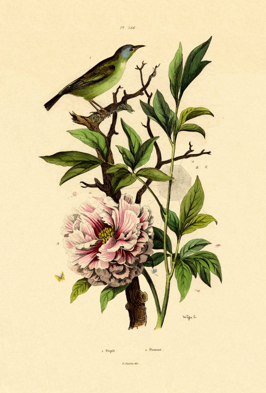 Blå Dacnis, 1833-39 av French School