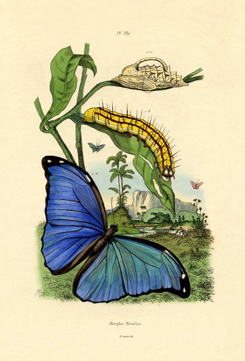 Blå Morpho, 1833-39 av French School