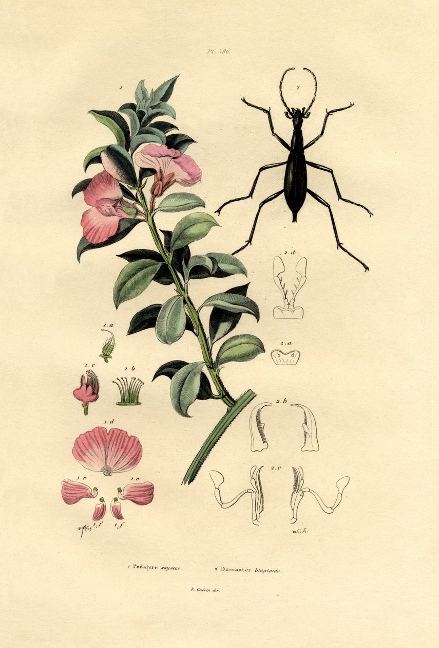 Blå vill indigo, 1833-39 av French School