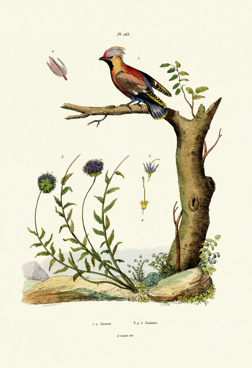 Bohemsk voksvinge, 1833-39 av French School