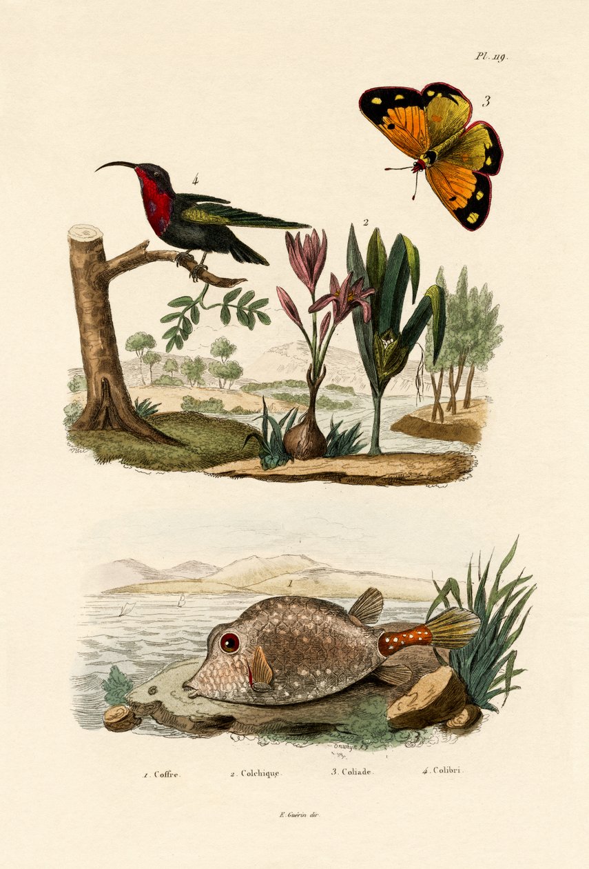 Boxfish, 1833-39 av French School