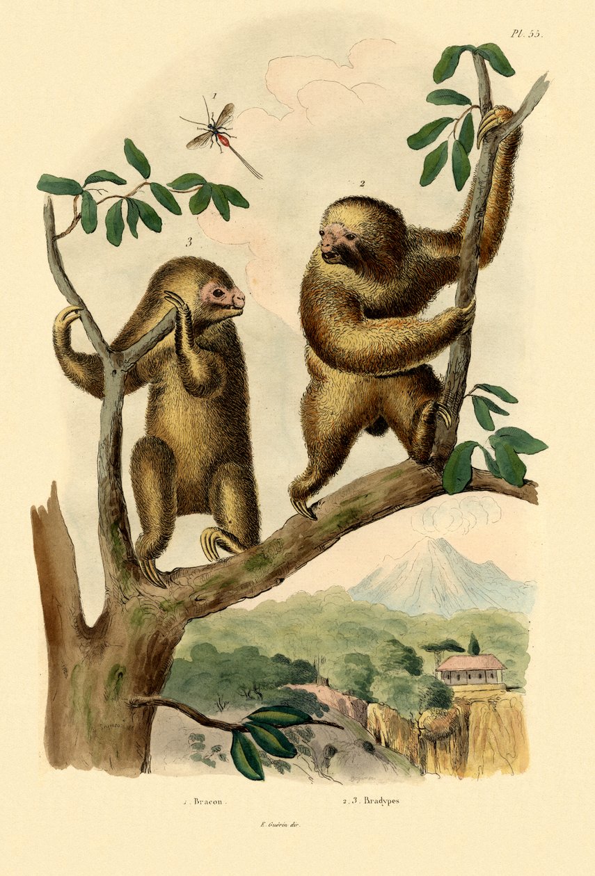 Braconid veps, 1833-39 av French School